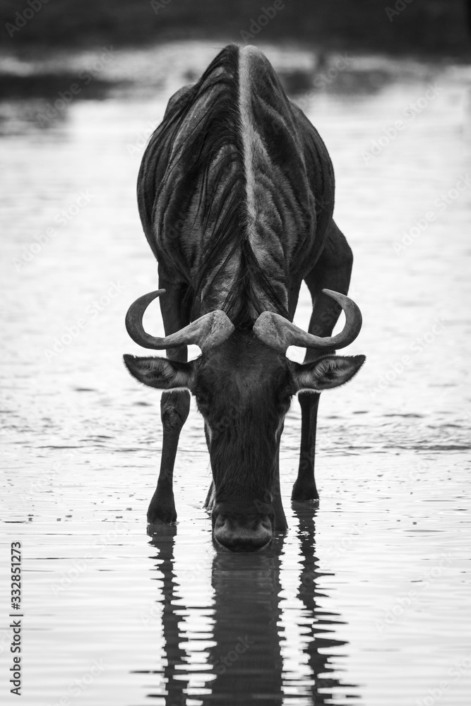 Fototapeta premium Mono blue wildebeest drinking from shallow stream