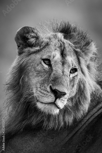 Fototapeta Naklejka Na Ścianę i Meble -  Mono close-up of male lion turning head