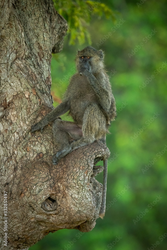 Obraz premium Olive baboon sits in tree covering mouth