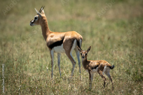 Mother and baby Thomson gazelle in grass