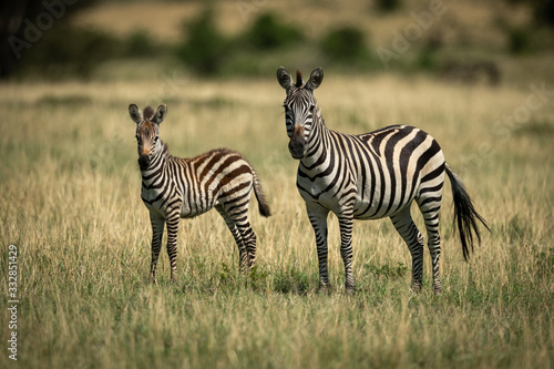 Mother zebra and foal stand facing camera