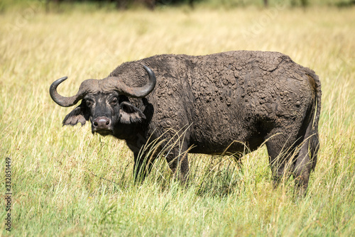Photography Muddy Cape buffalo stands in tall grass