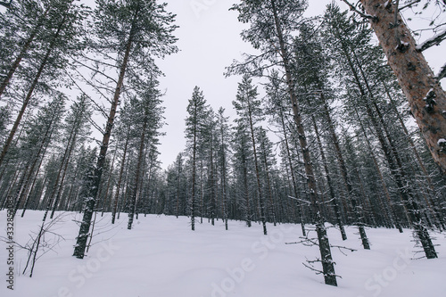 Forest in Finland in winter time