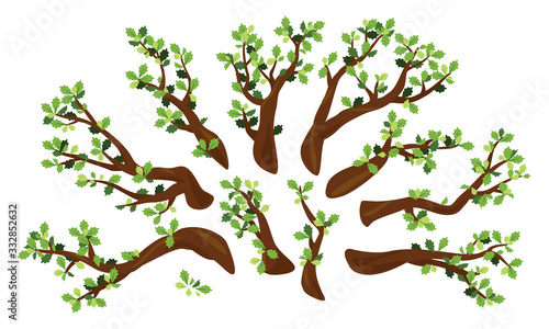 Fotografering Set of ten oak branches with green leaves isolated illustration, group of differ