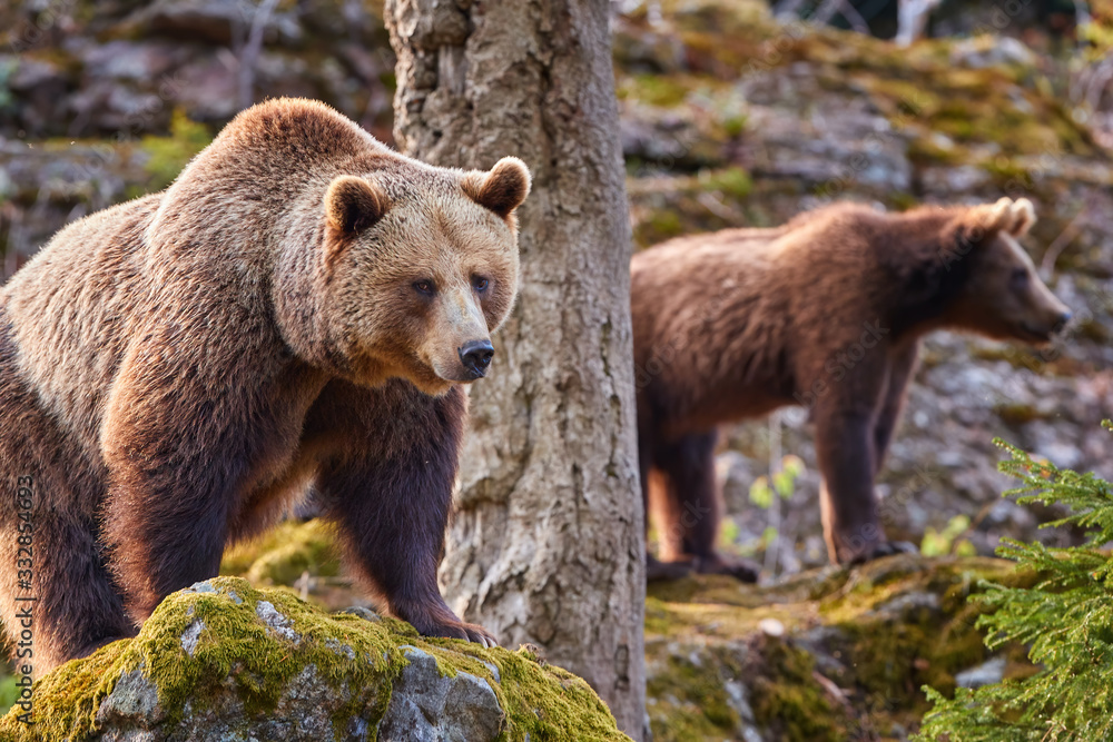 Group of Brown bears, Ursus arctos, mother with older cub in autumn european forest. Bear with cub on rock, covered in moss, looking to right. Typical mountain environment, autumn. Slovakia Group of Brown bears, Ursus arctos, mother with older cub in autumn european forest. Bear with cub on rock, covered in moss, looking to right. Typical mountain environment, autumn. Slovakia