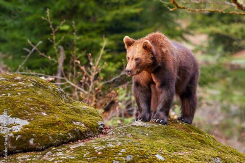 Brown bear, Ursus arctos, older cub in autumn european forest on rock, covered in moss, looking for food. Typical mountain environment, colorful autumn. Slovakia.
