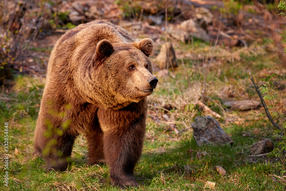 Brown bear, Ursus arctos in colorful autumn, big male in european forest. Typical mountain environment, colorful autumn. Slovakia. Brown bear, Ursus arctos in colorful autumn, big male in european forest. Typical mountain environment, colorful autumn. Slovakia.