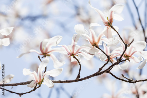 Magnolias bloom in the park in spring