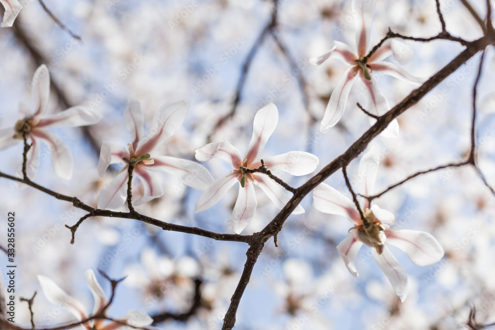 Magnolias bloom in the park in spring