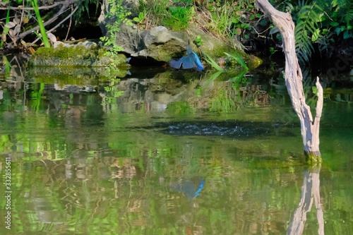 kingfisher in flight