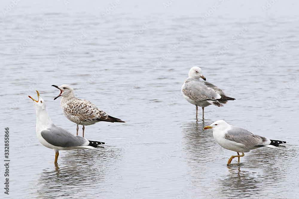 group of the four beautiful adults seagulls standing in a shallow Adriatic sea.
