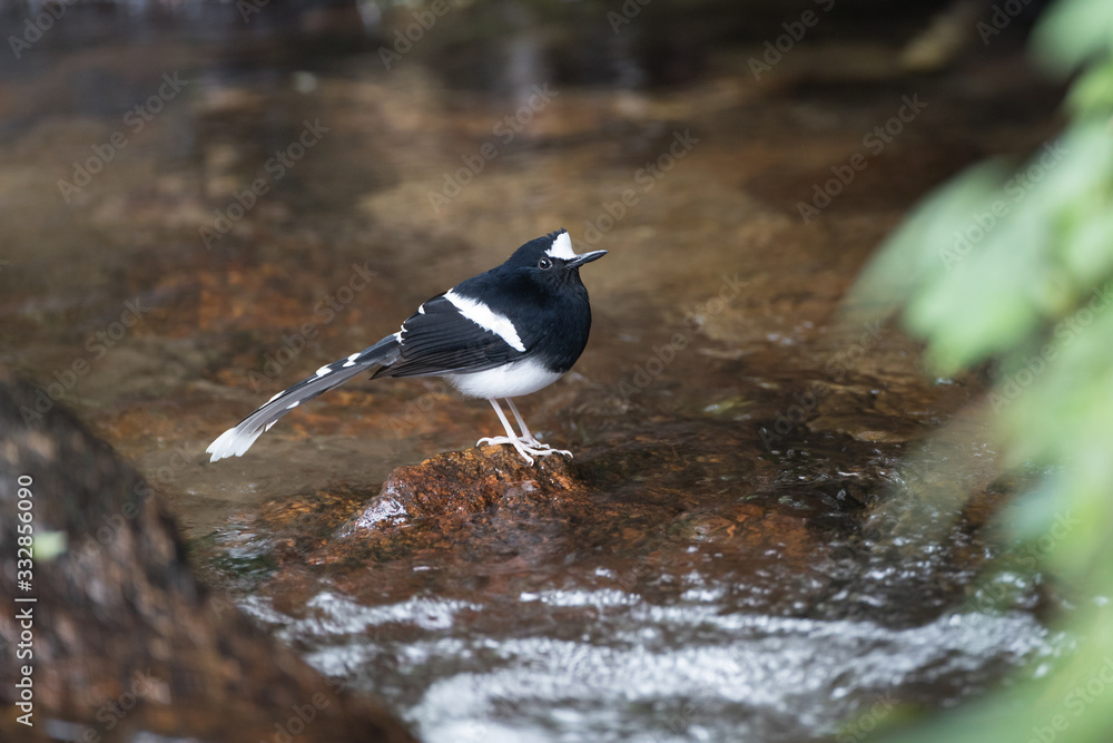 Beautiful White-crowned folk tail , low angle view, side shot, in brightly light foraging along the edges of the streams, on high mountain in montane evergreen forest, northern Thailand.