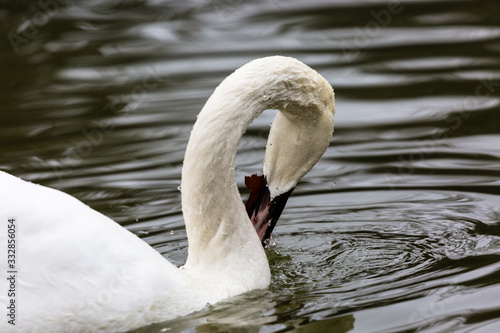 White mute swan play in water