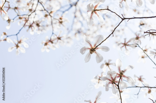 Magnolias bloom in the park in spring