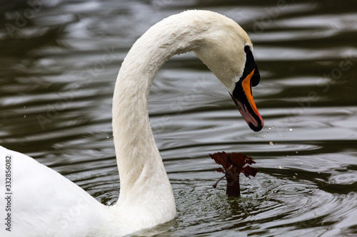 White mute swan play in water