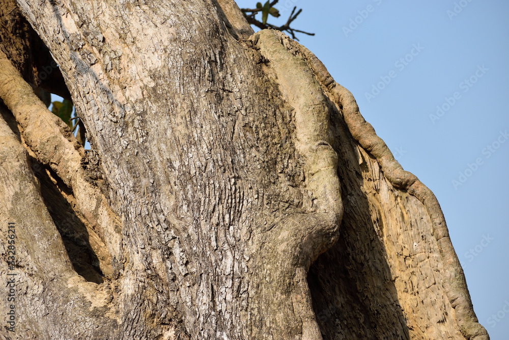 Fototapeta premium trunk of a tree or mahua tree trunk