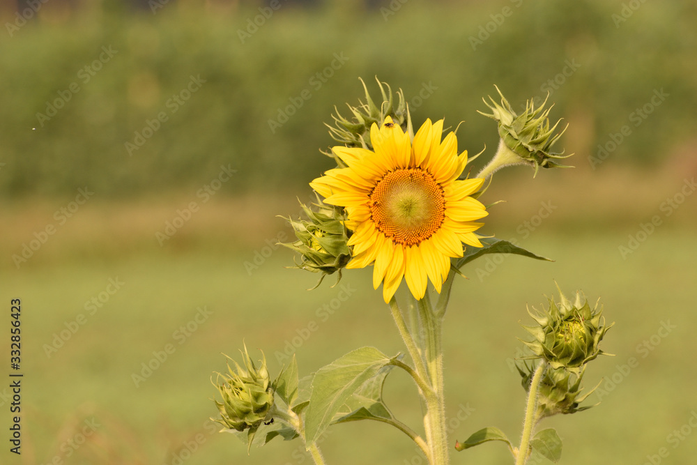 Fototapeta premium field of sunflowers