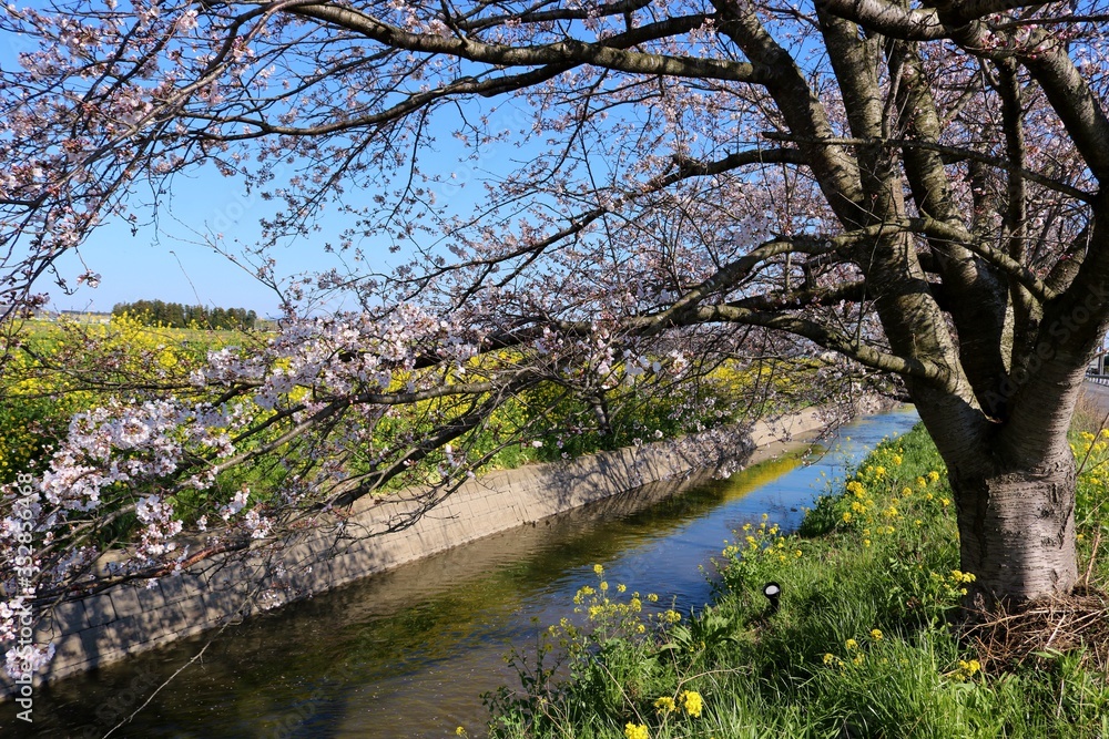 さくら　川　菜の花　風景　杤木