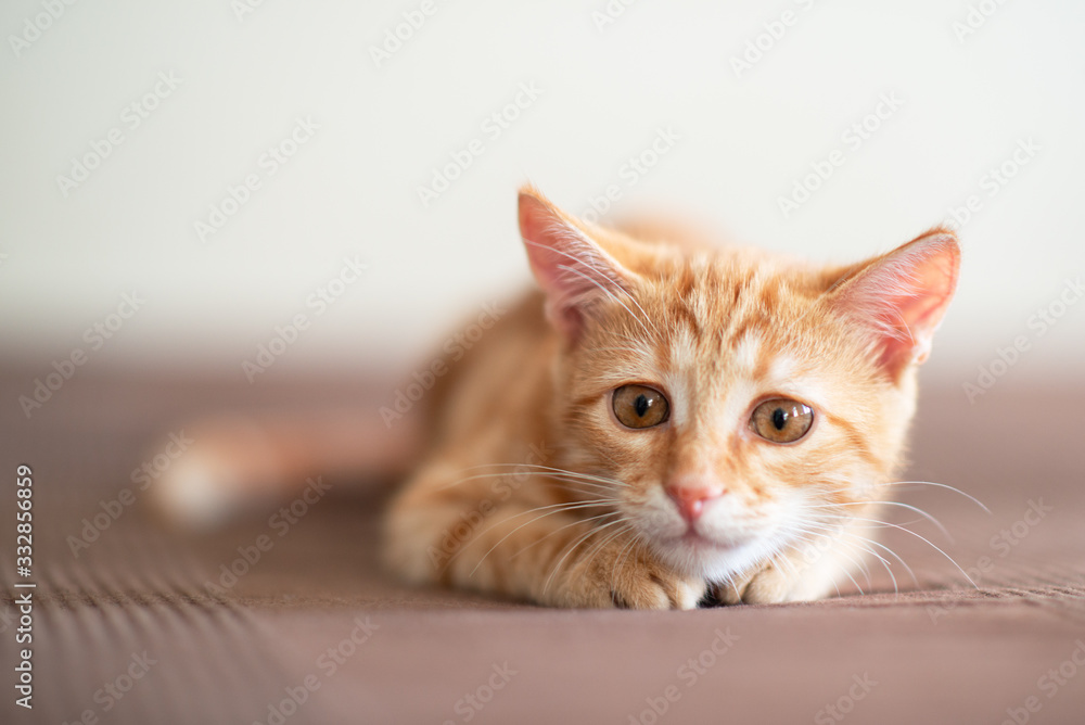 Cute red kitten lies on sofa in attention ready to jump. Adorable little joyful pet. Cute playful child animal