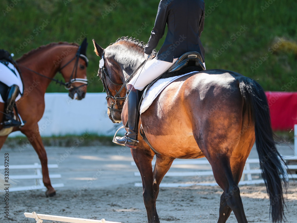 Obraz premium Close-up of dressage horse from behind during a dressage test..