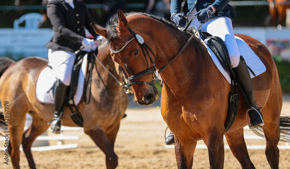 Dressage horse in close-up from the front during a dressage test in one department with a second..