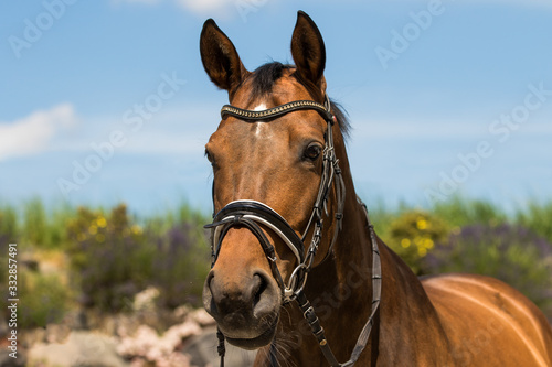 Horse warmblood portraits from diagonally front landscape format..