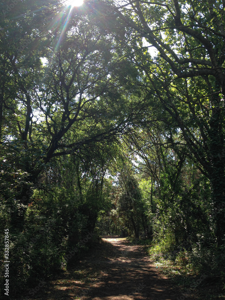 Footpath in the forest under the sun Footpath in the forest under the sun