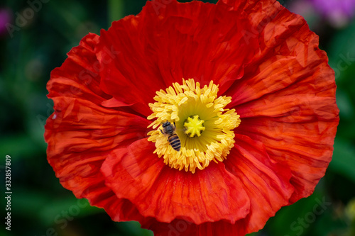 Red flower with bee on green background China