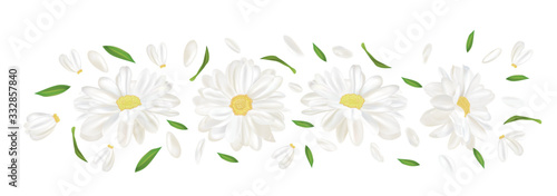 3D realistic chamomile flower. Chamomile isolated on white background. Delica...