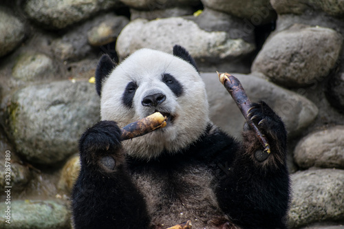 Giant panda eating bamboo in China