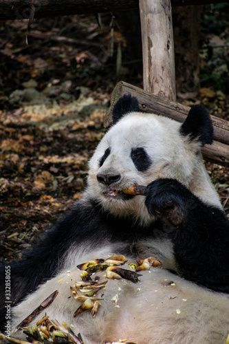 Fototapeta Naklejka Na Ścianę i Meble -  Giant panda eating bamboo in China