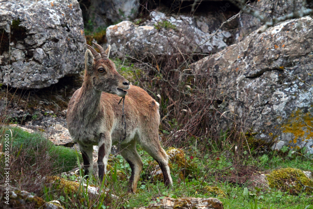 Lone ibex eating surrounded by rocks and bushes. Lone ibex eating surrounded by rocks and bushes.