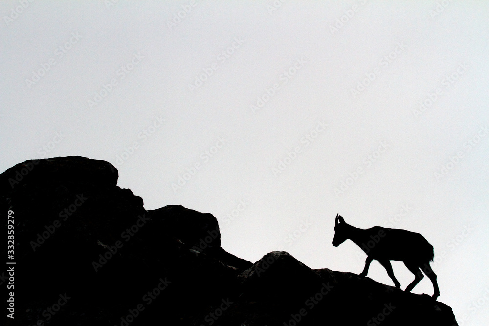 Mountain goat backlit on the edge of some stones with clear sky. Mountain goat backlit on the edge of some stones with clear sky.