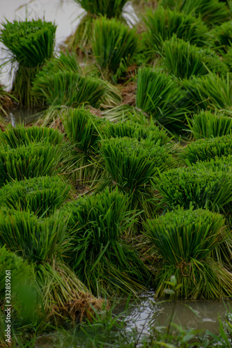 Rice Paddy Laos