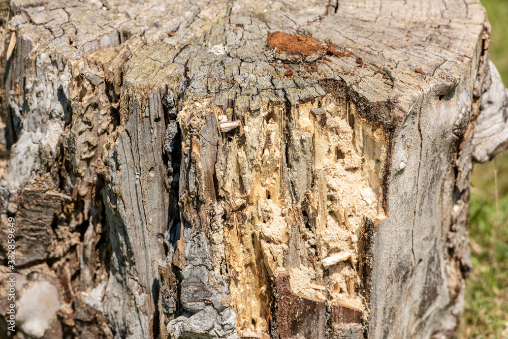 Wood texture of rotten tree trunk, close-up, texture, background Wood texture of rotten tree trunk, close-up, texture, background