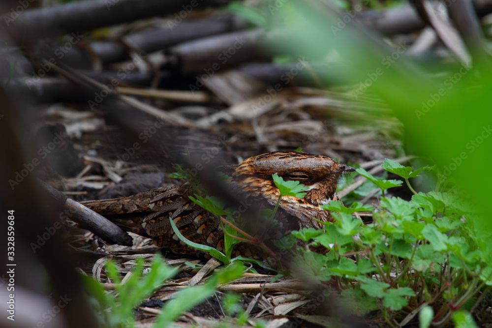 Nightjars with selective focus on the ground in the middle of a reed field in the countryside in spring. Nightjars with selective focus on the ground in the middle of a reed field in the countryside in spring.