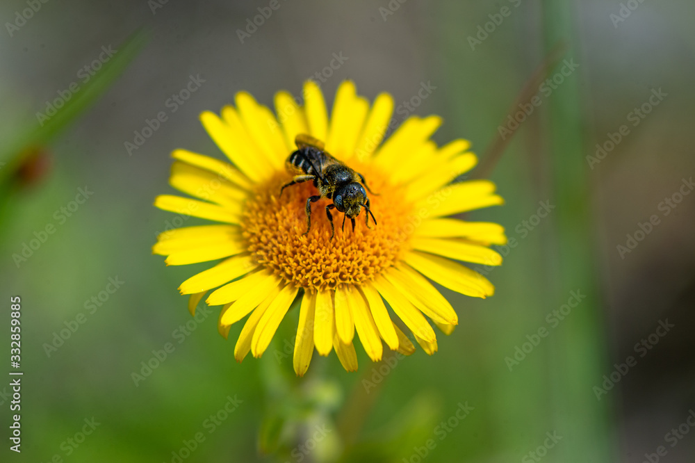 Bee on a yellow flower Bee on a yellow flower