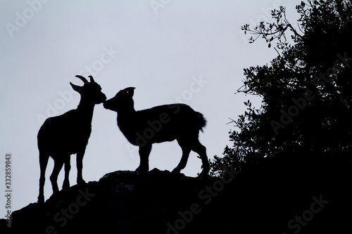 Wild goats backlit on the edge of some stones with clear sky.