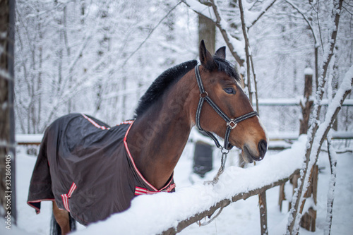 portrait of a horse in winter
