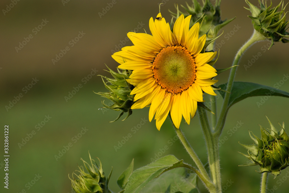 Fototapeta premium sunflower in the field or single sunflower on out door 