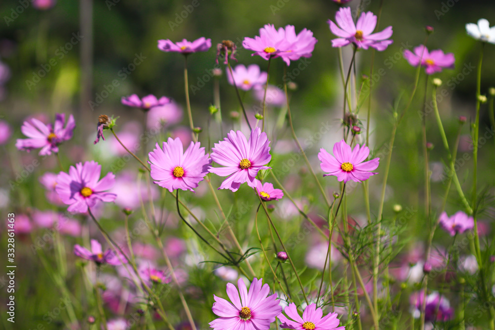 Mexican aster field or pink cosmos flowers bipinnatus blooming in garden with light wind Mexican aster field or pink cosmos flowers bipinnatus blooming in garden with light wind