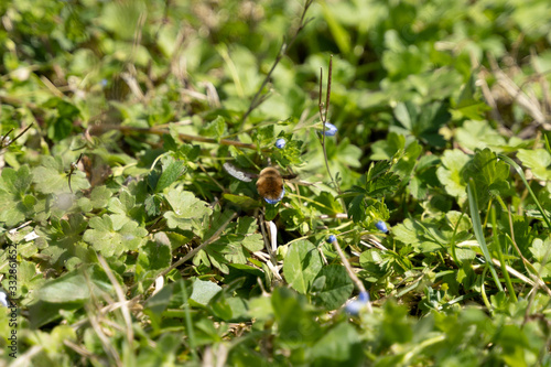 bee on flower
