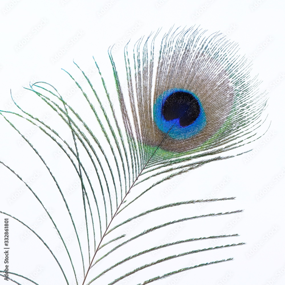 Obraz premium single peacock feather on white background