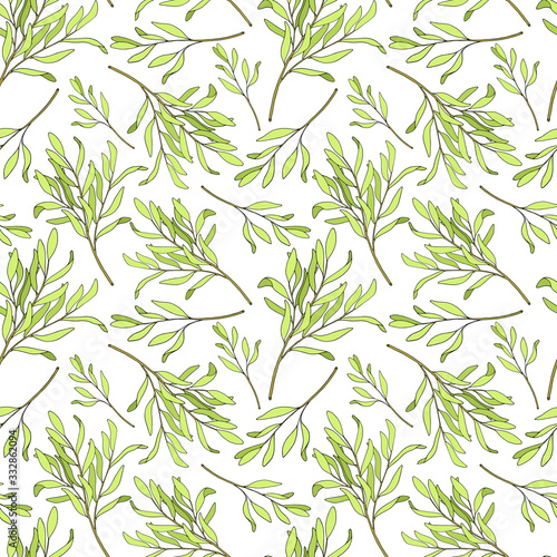 Tea tree leaves seamless pattern. Hand drawn vector illustration of Melaleuca. Green medicinal plant isolated on white background. Herbs for cosmetics, package, textile, essential oil