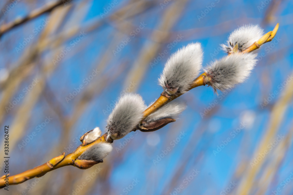 In early spring, the first swollen willow buds open in the parks of Kronstadt. In early spring, the first swollen willow buds open in the parks of Kronstadt.