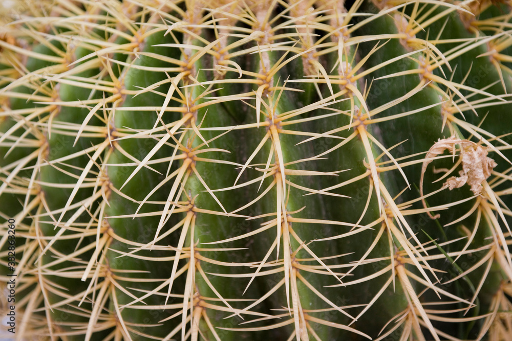 original background made of green cactus, with sharp spines in close-up original background made of green cactus, with sharp spines in close-up