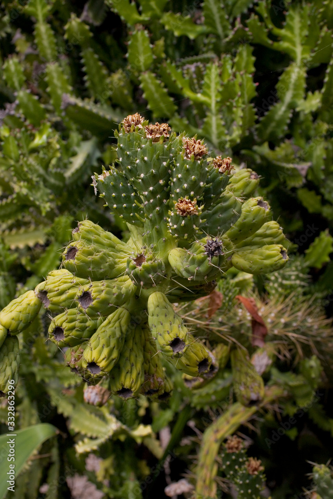 original background made of green cactus, with sharp spines in close-up original background made of green cactus, with sharp spines in close-up