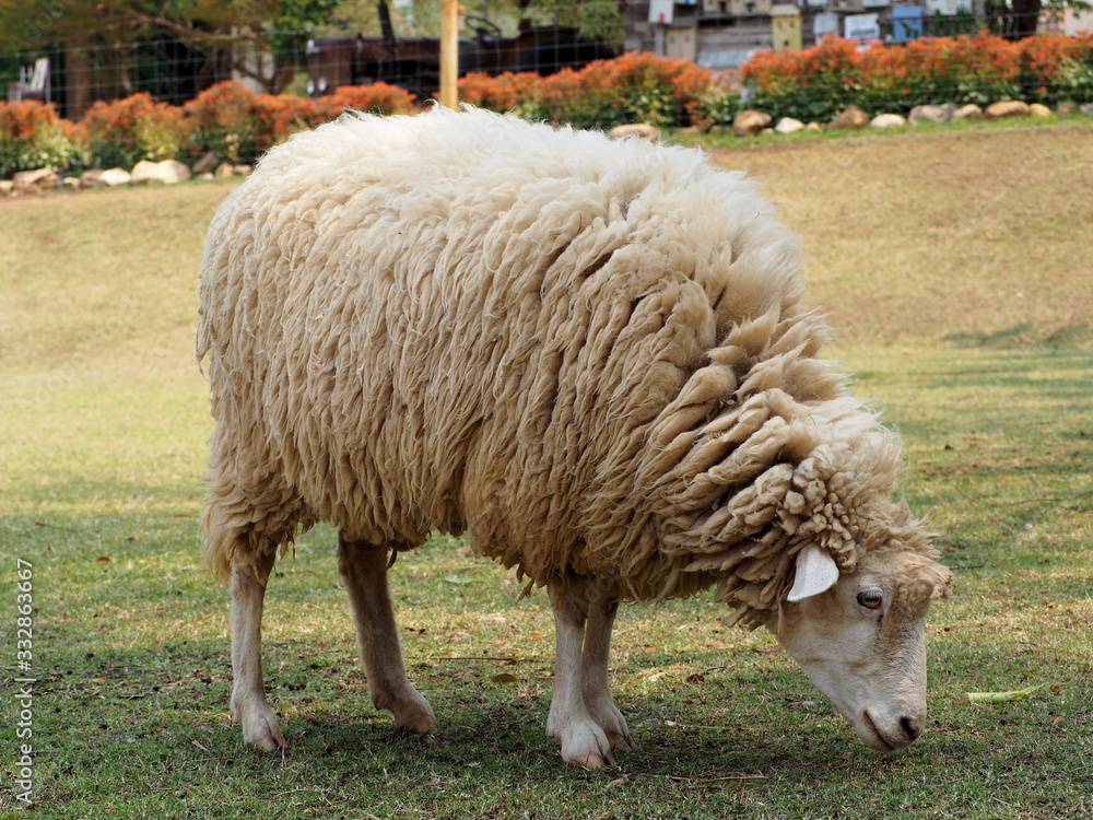 Sheep in a meadow on green grass.Sheep eating in field, long wool hair sheep in meadow eating grass in grassland farm.Sheep in a pasture of green grass. Sheep in a meadow on green grass.Sheep eating in field, long wool hair sheep in meadow eating grass in grassland farm.Sheep in a pasture of green grass.