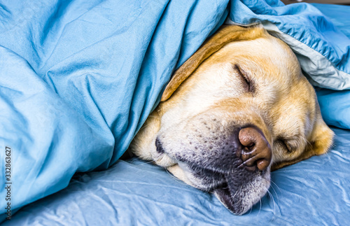 white labrador sleeps on the bed under a blanket