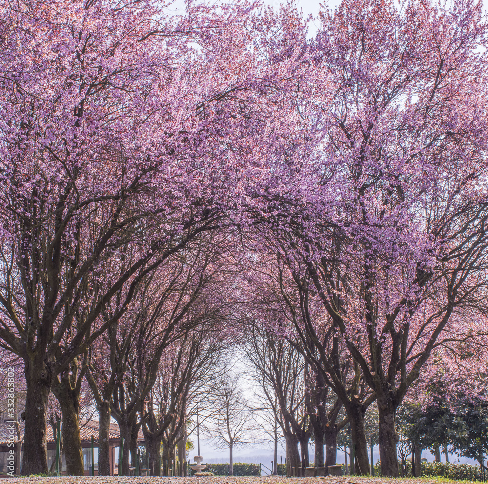 Obraz premium color spring